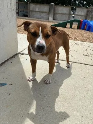 An adult medium-sized male Pit Bull Terrier dog named Clover for adoption in New Orleans, LA