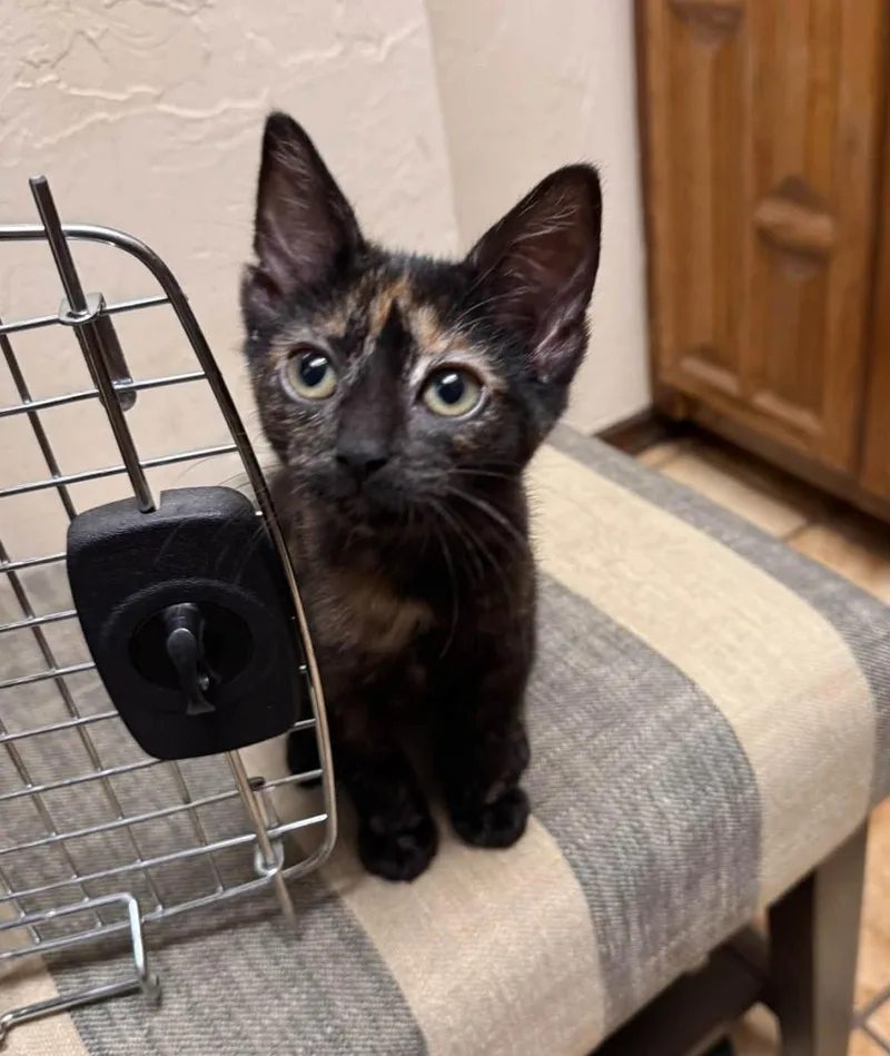 A baby small-sized female Tortoiseshell Domestic Medium Hair cat named Lexapro for adoption in Oklahoma City, OK
