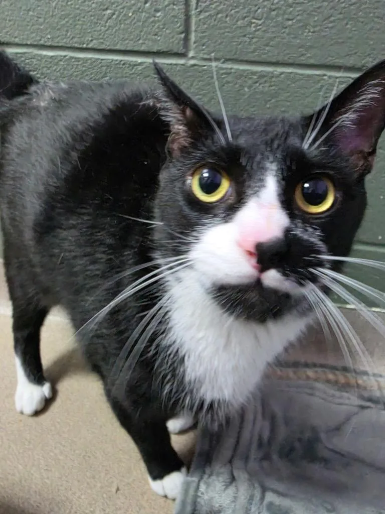 An adult large-sized male Domestic Short Hair cat named Taz for adoption in New Manchester, WV