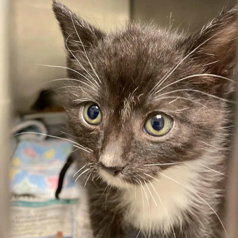 A baby small-sized male Black Domestic Short Hair cat named Speck for adoption in Elizabeth City, NC