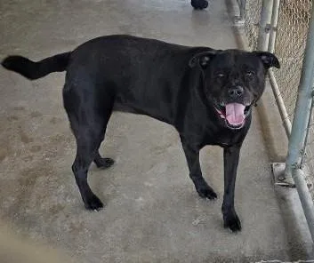 An adult large-sized female Labrador Retriever dog named Gemma for adoption in Clinton, MO
