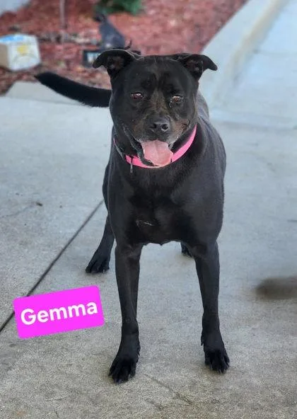 Gemma thumbnail 2