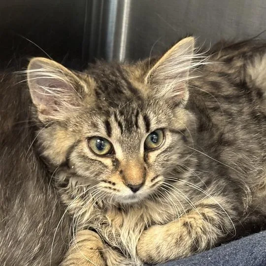 A baby small-sized female Brown / Chocolate Domestic Medium Hair cat named Emmy Denny Dong for adoption in Davenport, IA
