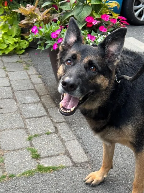 An adult large-sized female German Shepherd Dog dog named Raven for adoption in Seattle, WA