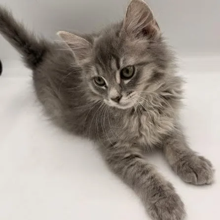 A baby medium-sized male Domestic Long Hair cat named Squash for adoption in Springfield, MO