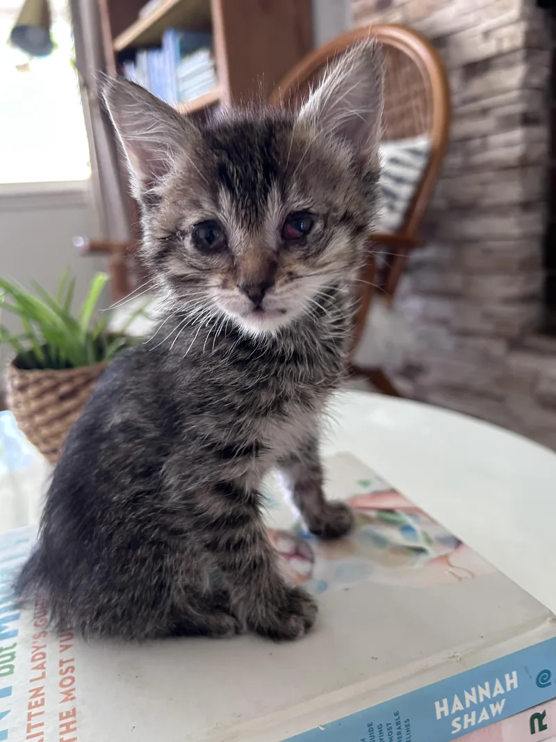A baby medium-sized female Tabby (Brown / Chocolate) Domestic Short Hair cat named Miss Piggy for adoption in Fruit Heights, UT