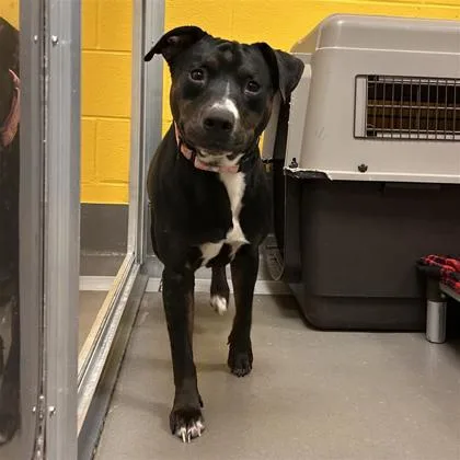An adult large-sized male Mixed Breed dog named Angelo for adoption in Dallas, TX