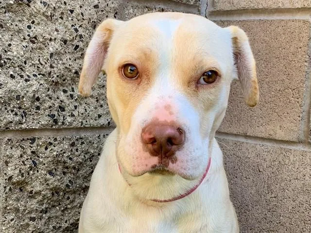 A young medium-sized female White / Cream Pit Bull Terrier dog named SAVE ME PLEASE Chelsea for adoption in San Marcos, CA