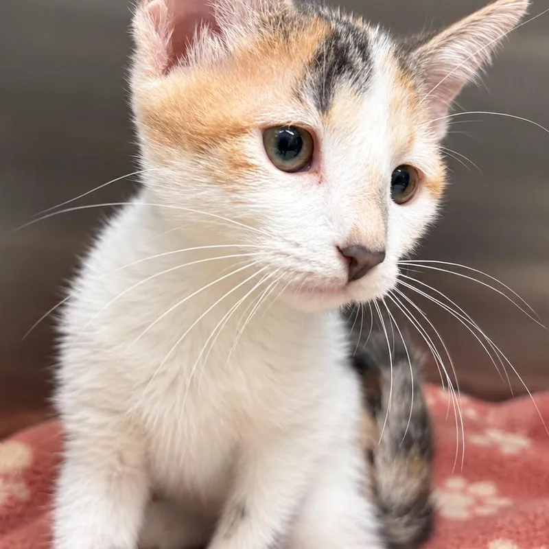 A baby small-sized female White Domestic Short Hair cat named Snow White for adoption in Gloucester, VA