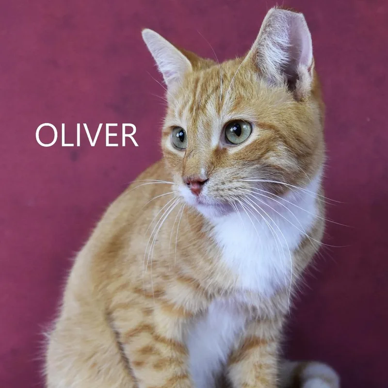 An adult medium-sized male Orange / Red Domestic Short Hair cat named Oliver for adoption in Yuma, AZ