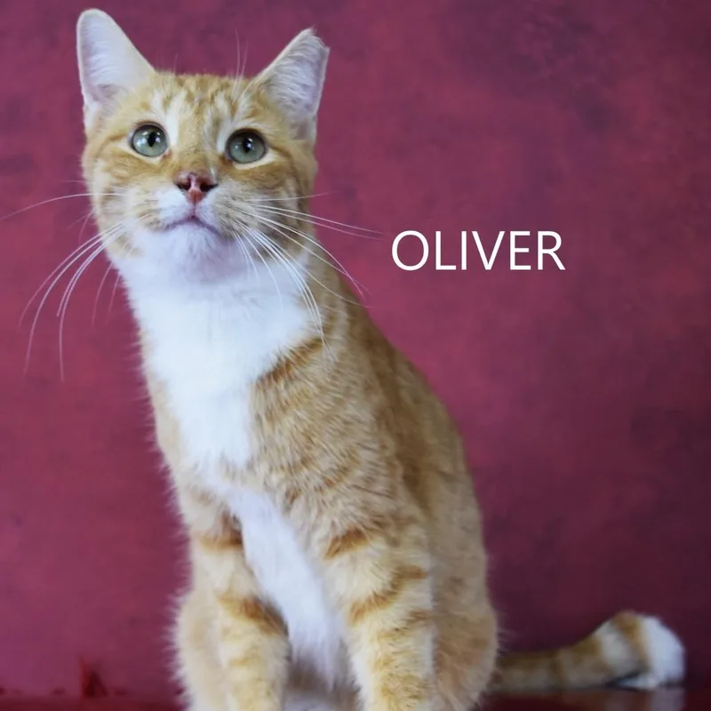 Oliver thumbnail 2