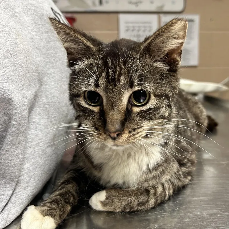 An adult small-sized male Brown / Chocolate Domestic Short Hair cat named Wisdom for adoption in Newport, NC
