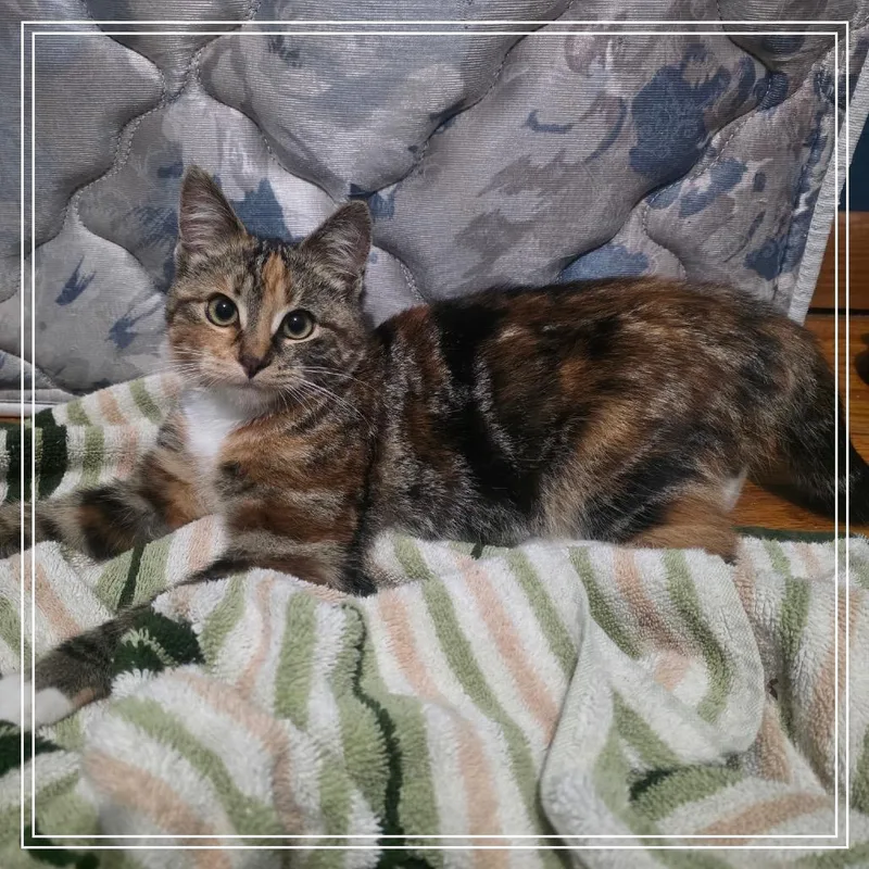 A baby small-sized female Brown / Chocolate Domestic Short Hair cat named Rhonda for adoption in Monroe, MI