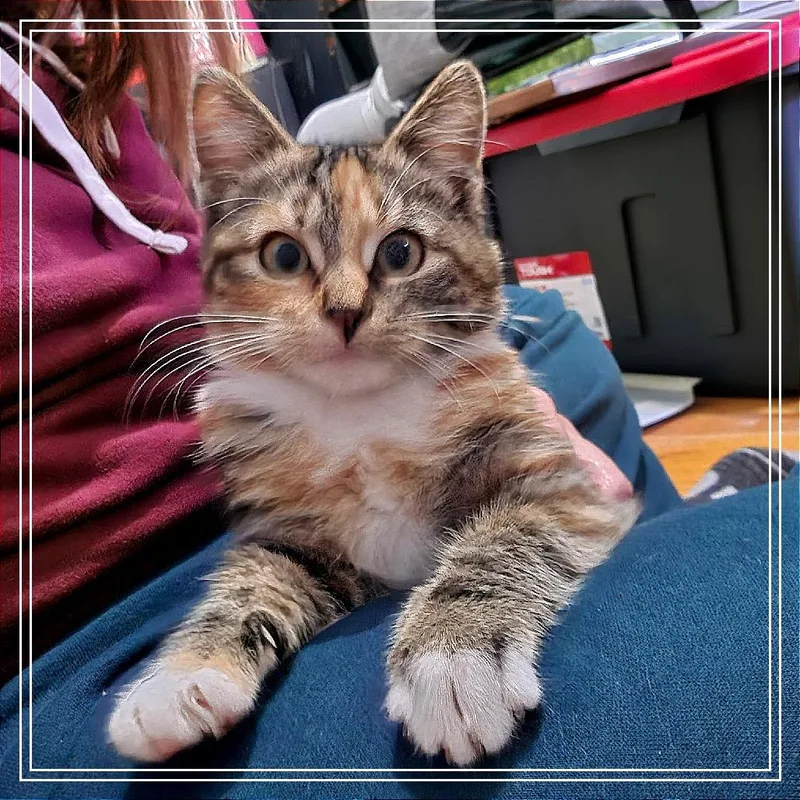 Rhonda thumbnail 2
