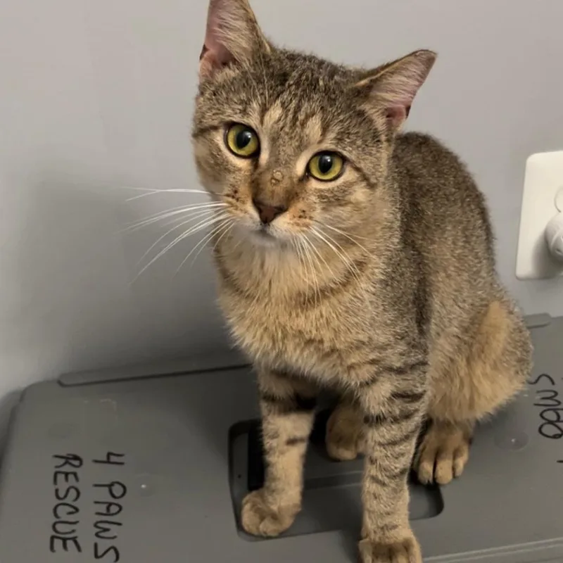 An adult small-sized male Brown / Chocolate Domestic Short Hair cat named Sandy Hyattsville for adoption in Merrifield, VA