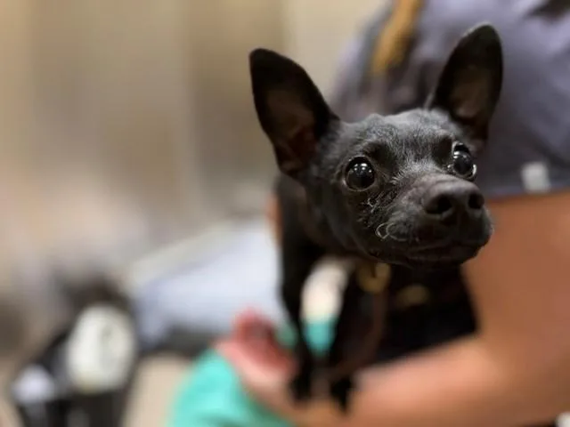 A young small-sized male Chihuahua dog named Chuchu for adoption in Denver, CO