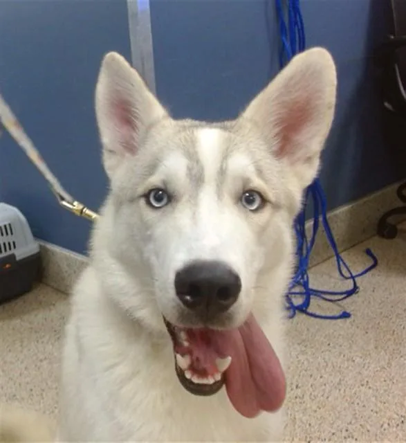 A young medium-sized male Siberian Husky dog named Whip for adoption in Miami, FL