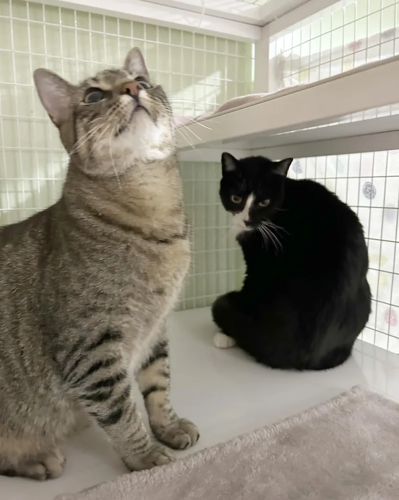 An adult medium-sized male Domestic Short Hair cat named Kenny & Reba for adoption in Parkville, MO