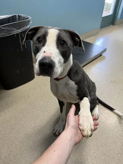 A young large-sized male Pit Bull Terrier dog named Ernest for adoption in Newton, NC