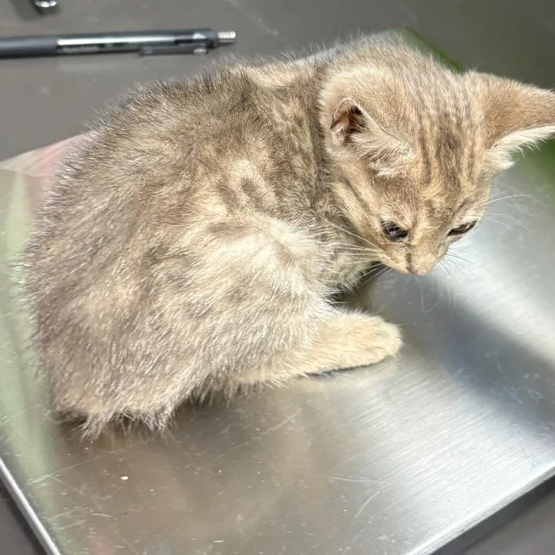 A baby small-sized female Gray / Blue / Silver Domestic Short Hair cat named Oblina for adoption in Columbus, GA