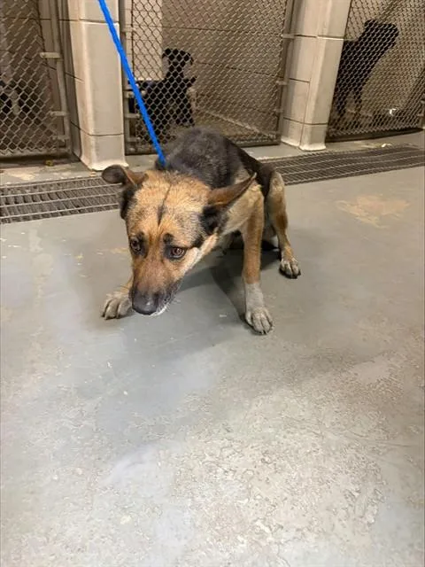 A young medium-sized female German Shepherd Dog dog named Flo for adoption in Stockton, CA