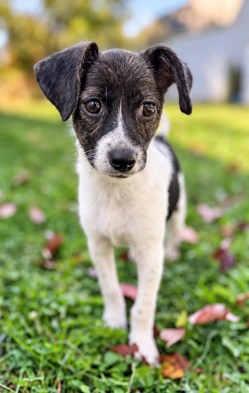 A baby small-sized female Tricolor (Brown, Black, & White) Beagle dog named Angel for adoption in Columbia, MD