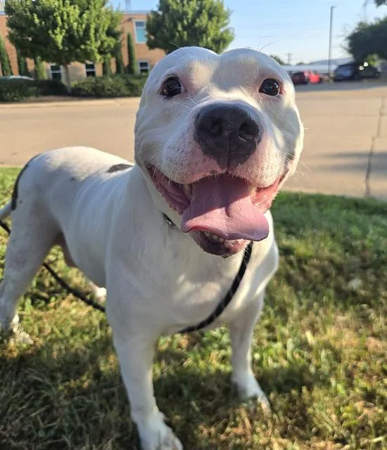 An adult large-sized female Terrier dog named Dolly for adoption in Olivette, MO