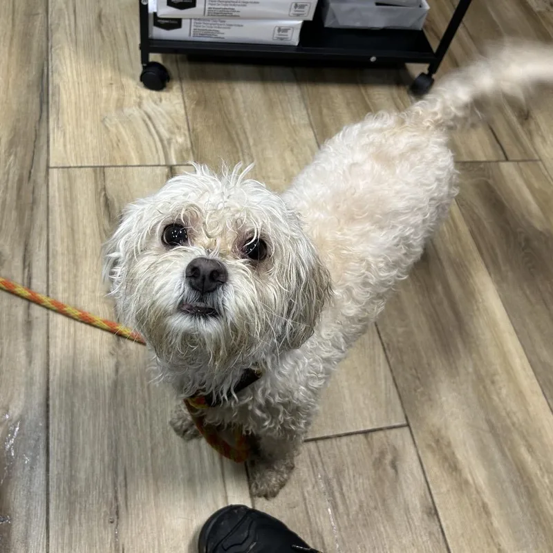 A baby small-sized male White / Cream Maltese dog named Yeti for adoption in Newark, NJ