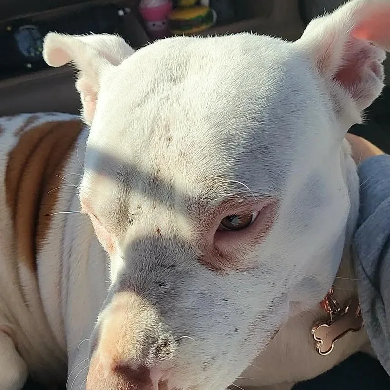An adult medium-sized female White / Cream Pit Bull Terrier dog named Moonee for adoption in Dallas, TX