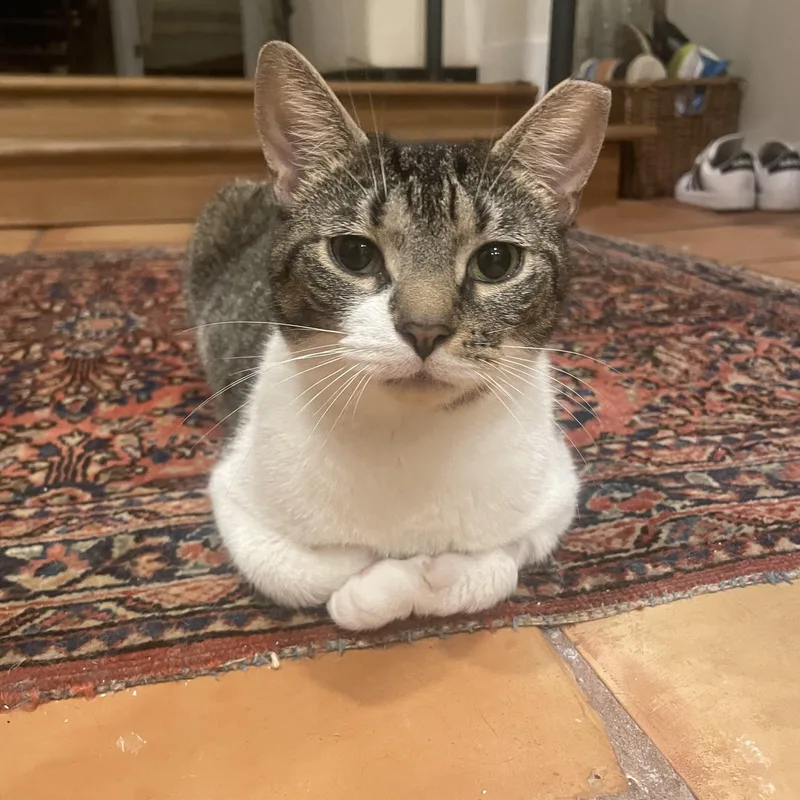 A young medium-sized female Tabby (Buff / Tan / Fawn) American Shorthair cat named Anna for adoption in Philadelphia, PA