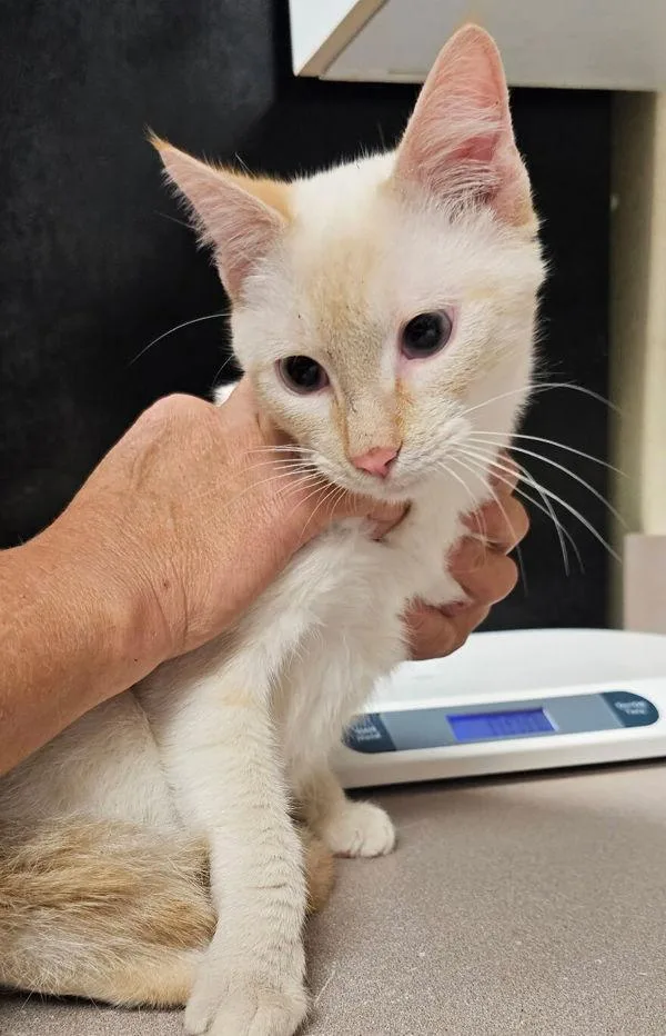 An adult small-sized male Siamese cat named Tart for adoption in Salisbury, MD