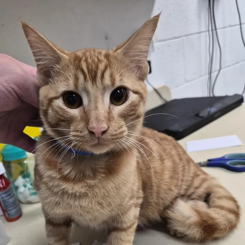 A young medium-sized male Orange / Red Domestic Short Hair cat named Donut for adoption in Ardmore, OK