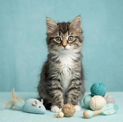 A baby small-sized female Domestic Medium Hair cat named Nellie for adoption in Cumming, GA