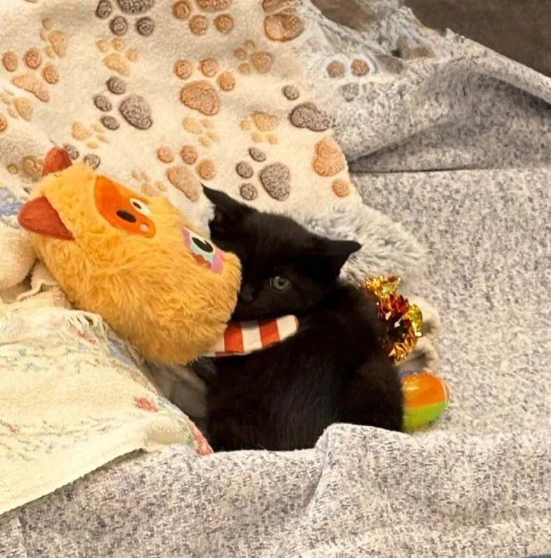 A young medium-sized female Domestic Short Hair cat named Ice Spice for adoption in Providence Forge, VA