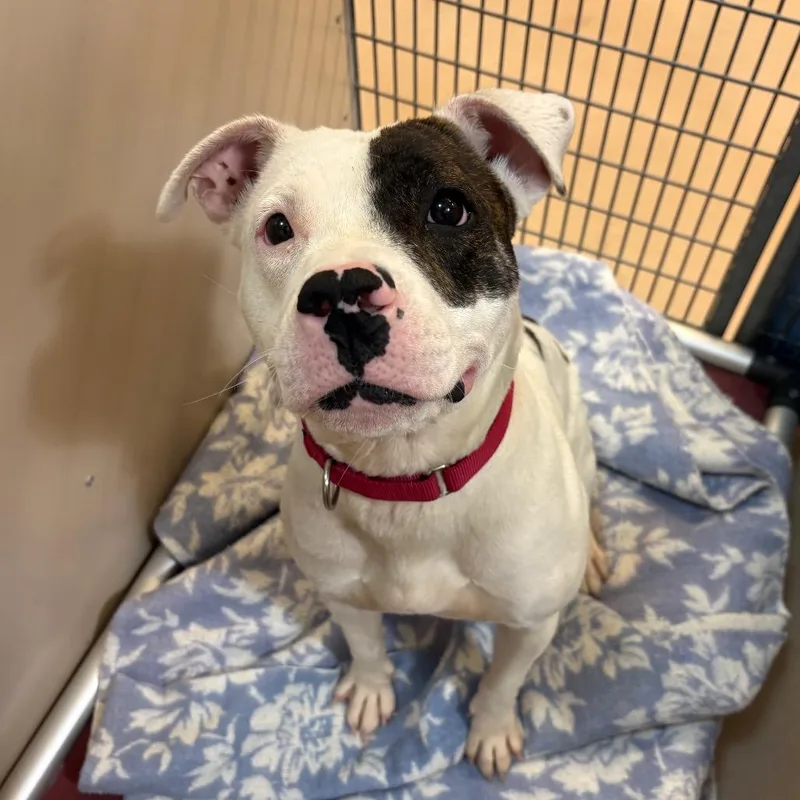 A young medium-sized female Brindle Mixed Breed dog named Luna for adoption in Fairport, NY