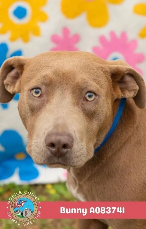 An adult medium-sized female American Bulldog dog named Bunny for adoption in Mobile, AL