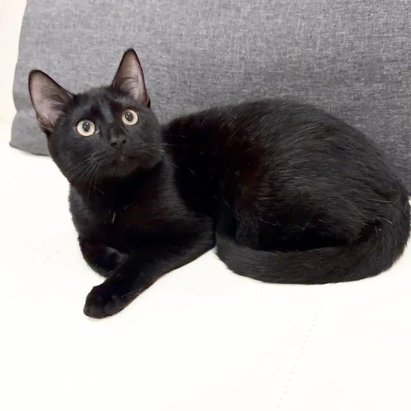 A baby small-sized female Domestic Short Hair cat named Thelma for adoption in Miami, FL