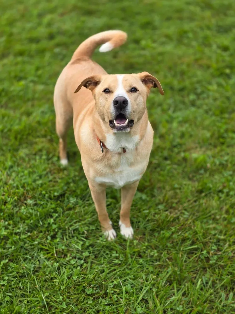 An adult medium-sized male Yellow / Tan / Blond / Fawn German Shepherd Dog dog named Baxter for adoption in Whitestown, IN