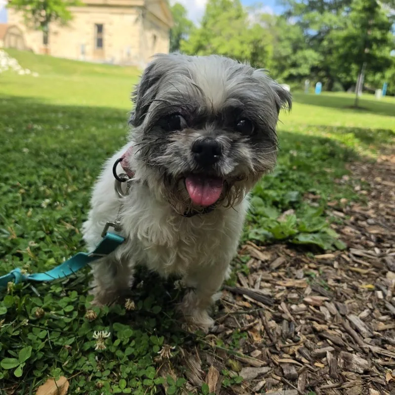 A senior small-sized female White / Cream Shih Tzu dog named Munchkin for adoption in Baltimore, MD