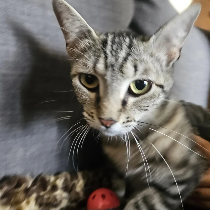 An adult medium-sized female Brown / Chocolate Domestic Short Hair cat named Angela for adoption in Brea, CA