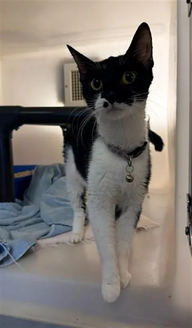 A young medium-sized female Domestic Short Hair cat named Felicity for adoption in Statesville, NC