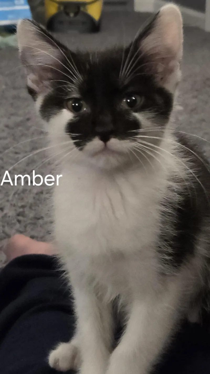 A baby small-sized female Black & White / Tuxedo Domestic Short Hair cat named Amber for adoption in Richland, MI