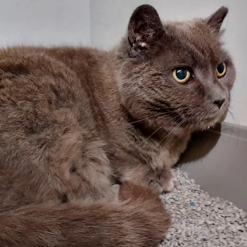 A senior medium-sized female Gray / Blue / Silver Domestic Medium Hair cat named Starfire for adoption in Dayton, OH
