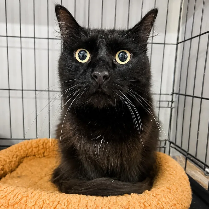 An adult medium-sized female Black Domestic Medium Hair cat named Clarissa for adoption in Webster, TX