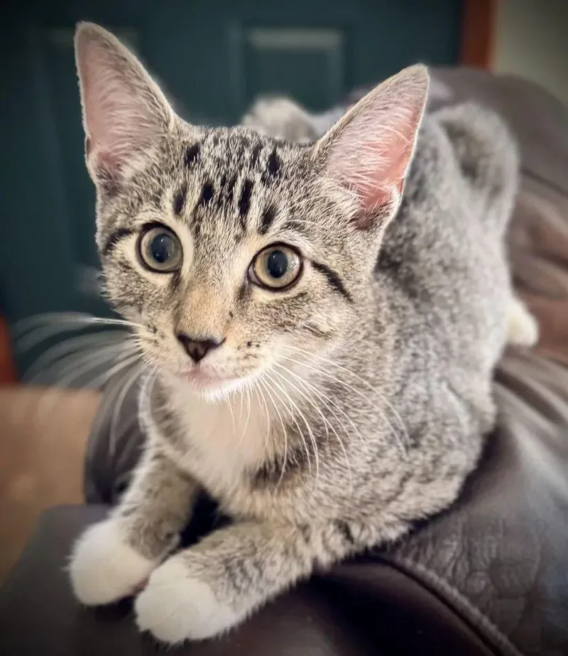 A baby medium-sized male Brown / Chocolate Domestic Short Hair cat named Trout for adoption in Dayton, OH