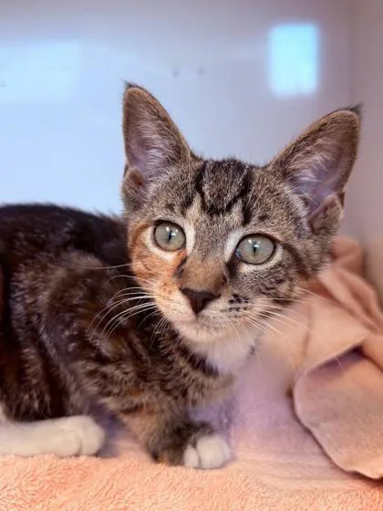 A baby small-sized female Domestic Short Hair cat named Pockets for adoption in Manteo, NC