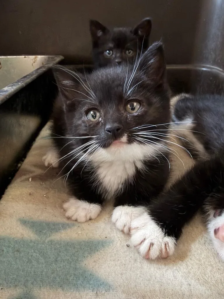A baby small-sized female Domestic Short Hair cat named Mini Moo for adoption in Glenfield, NY
