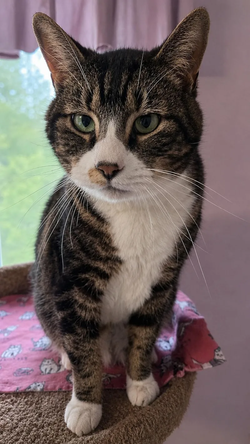 An adult large-sized male Tabby (Brown / Chocolate) Domestic Short Hair cat named Rambo for adoption in Othello, WA
