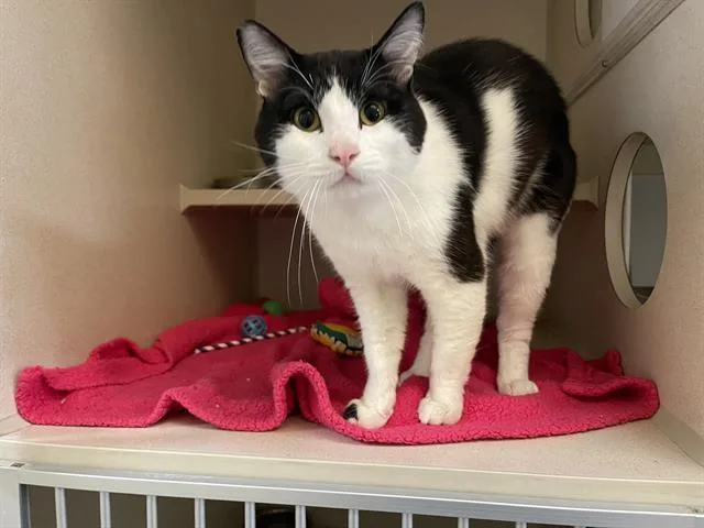 A young medium-sized male Domestic Short Hair cat named Zucchini for adoption in Denver, CO
