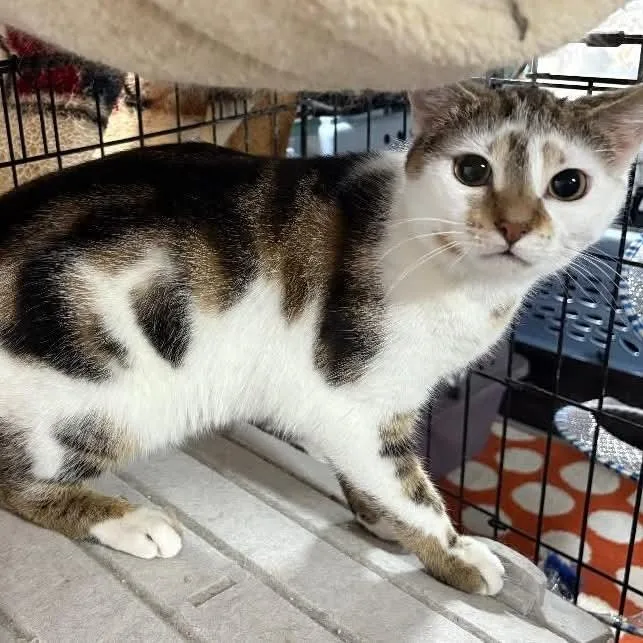 A young medium-sized male Tabby (Brown / Chocolate) Domestic Short Hair cat named Jalapeno for adoption in East Brunswick, NJ